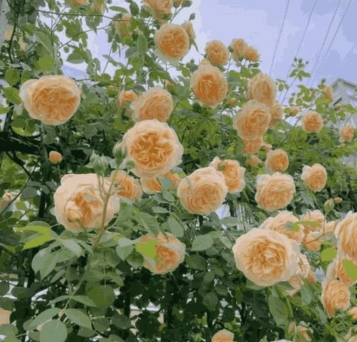 Elegant Climbing Rose Flower Seeds – Premium Japanese Import for Lush Vertical Gardens, Balconies & Outdoor Decor